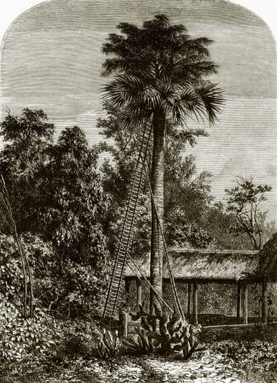 Palm tree in great Andaman by English School